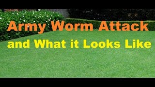 Army Worm Attack Army Worm In Lawn Army Grub Control Dead Patches In Lawn Army Grubs [upl. by Nerraf363]