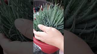 Repotting Succulents [upl. by Anaher]