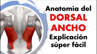 Anatomía del MÚSCULO DORSAL ANCHO ¡Explicación sencilla [upl. by Imotih]