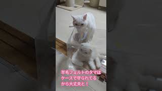 衝撃！守られていた自作の羊毛フェルトのタマが 猫 羊毛フェルト 猫動画 [upl. by Oesile]