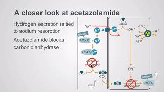 Acetazolamide and the potassium sparing diuretics [upl. by Gaile]