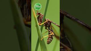 Praying Mantis or Wasp 🤯 science sciencefacts [upl. by Chemarin]