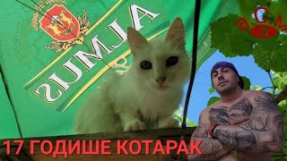 17 ГОДИШЕН КОТАРАК ПОРОДА ТУРСКА АНГОРА  КОТАРАКА УИСКИ аСм [upl. by Lia150]