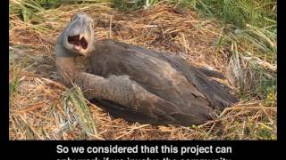 Zambia part 2 Bangweulu Wetlands Park  Shoebill [upl. by Anitsirhcairam212]