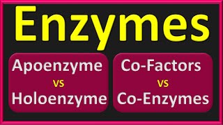 Enzymes  Holoenzyme Vs Apoenzyme  Cofactor Vs Coenzyme  Active Site [upl. by Conners179]