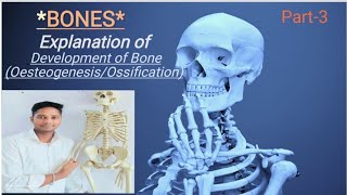 DEVELOPMENT OF 🦴 BONES OESTEOGENESISOSSIFICATION [upl. by Basilius]