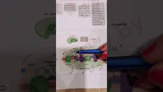 Light reaction of photosynthesis biologypoli11 biologygrade11 [upl. by Havelock850]