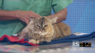 PET EXPERT What To Do When Your Cat Resists Topical Flea Treatment [upl. by Llegna]