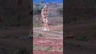 Lion hunt giraffe [upl. by Siraf]