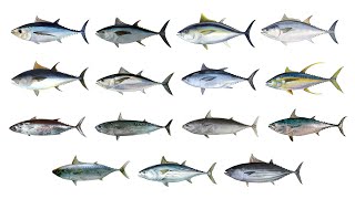 Tuna Fish Species  Types Of Tuna  In English [upl. by Hendren948]