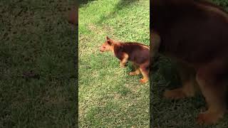 TreeKangaroo Jumps Off [upl. by Vergos]