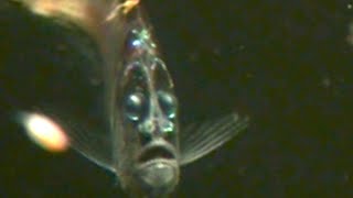 Surprised looking deep sea fish with strange light organs  rare video [upl. by Pellikka]