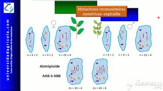 Curso Mutaciones Video 12 Mutaciones cromosómicas numéricas euploidía [upl. by Takashi468]