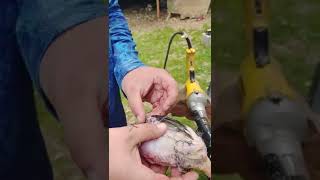 Rite Farm Drill Poultry Plucker Review Plucking Coturnix Quail [upl. by Guevara403]