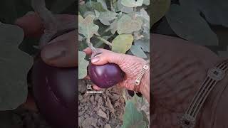 Organic brinjals my garden [upl. by Adnahsal]