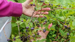 Huckleberry Picking How To Pick Huckleberries FastWild Thimbleberries Blackberries amp Strawberries [upl. by Eecyal]