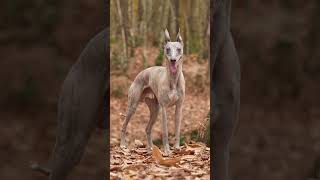 The Most Beautiful Whippet dog dogtraining [upl. by Nurse132]