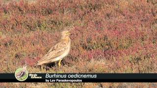 Eurasian Stonecurlew Burhinus oedicnemus  Πετροτουρλίδα  Авдотка [upl. by Wivina9]