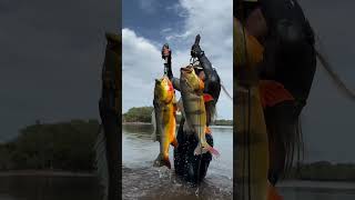 Peacock Bass Fishing in Brazil is the REAL Deal [upl. by Eiramacissej568]