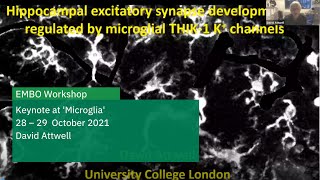 EMBL Keynote Lecture Hippocampal excitatory synapse development is regulated by THIK1 K channels [upl. by Limemann113]