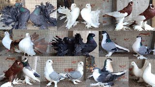 pigeon sale supaul Bihar contact number 9304346248 [upl. by Acinonrev]