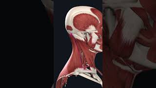 Boundaries of Posterior Triangle of Neck Shorts Anatomy mbbs education [upl. by Royden274]