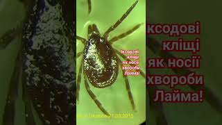 Іксодові кліщі є носіями хвороби Лайма Будьте обережни навесні Ixodes ricinus is Vector of Disease [upl. by Nayarb99]