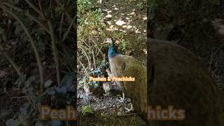 peahen peahens peacocks peafowl zoo zurich explore travel shorts naturemother feather [upl. by Zerep]