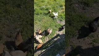 Popcorn  Chicken Shenanigans 😂 alaska nature alaskalifestyle chickens [upl. by Mast]