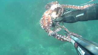 Octopus Macropus [upl. by Elletsyrc]