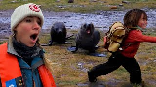 Fur Seals Chase After our Child Part 2 of 3  Travel to Antarctica with Young Kids [upl. by Sirraj]