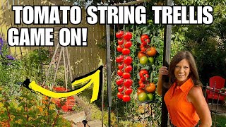 Tomato String Trellis Game On [upl. by Atonsah210]