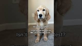 Throw Mia a sub to watch our precious girl grow up goldenretriever goldenretrieverpuppy [upl. by Atcele]