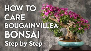 How to care bougainvillea bonsai step by step  bougainvillea bonsai for beginners [upl. by Errecart]