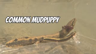 Common Mudpuppy Observation Tank  Necturus maculosus [upl. by Rotsen]