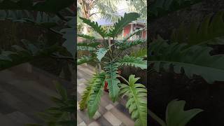 flower of zanadu plant philodendronThaumatophyllum zanaduyoutubeindoor gardening  shot video [upl. by Rogovy]