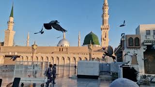 Birds of Madinah [upl. by Sommer]