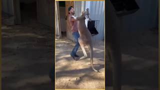 Women rescue baby kangaroo kangaroo facts animals education rescue shorts [upl. by Aubrette]