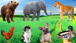 Animal Sounds Bear Elephant Tiger Cow Sheep Chicken Cat Lion Squirrel  Animal World [upl. by Busiek]