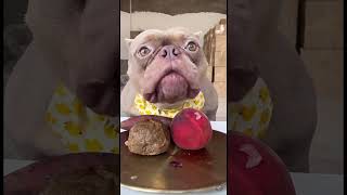 Ultimate Bulldog Eating Compilation  Cute amp Funny MomentsBulldog Eating Time [upl. by Illah447]