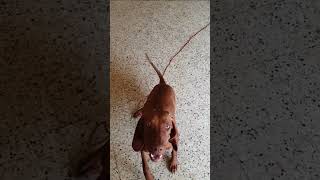 Vizsla Dog Barking dogs vizsla dogbarking dogbreeds puppy [upl. by Oicaro]