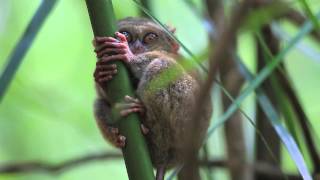 Tangkoko Nature Reserve [upl. by Ihcehcu]