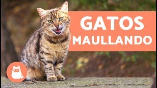 Preciosos gatos maullando  Cats meowing [upl. by Temirf]