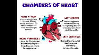 Chambers of Heart amp its function nursingeducationmedico shortvideo [upl. by Fendig]