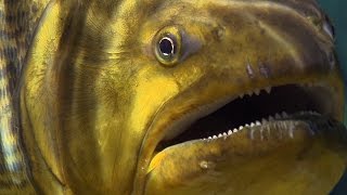 Piranha Feeding Frenzy  Planet Earth  BBC Earth [upl. by Moffit]