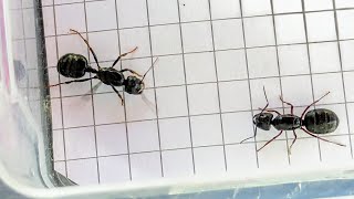 Messor capitatus Italy vs Camponotus herculeanus USA 12102024 [upl. by Ayamahs]