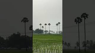 Beautiful Tamilnadu🌴villageslifepaddyfieldsnatureloversmohanhitsilayarajasongsytshortsmelody [upl. by Licna909]