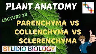 Plant Anatomy 13  Parenchyma vs Collenchyma vs Sclerenchyma [upl. by Adnuahs123]