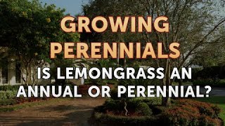 Is Lemongrass an Annual or Perennial [upl. by Aerbua473]