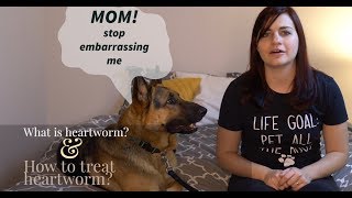 Dealing with Heartworm [upl. by Gayleen]